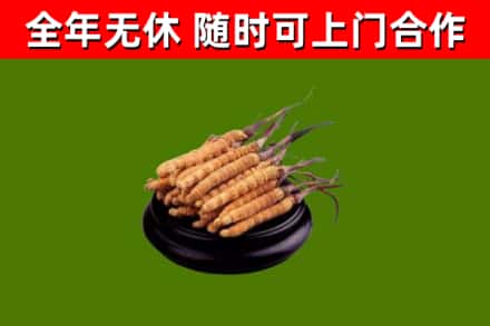 张家界市回收冬虫夏草