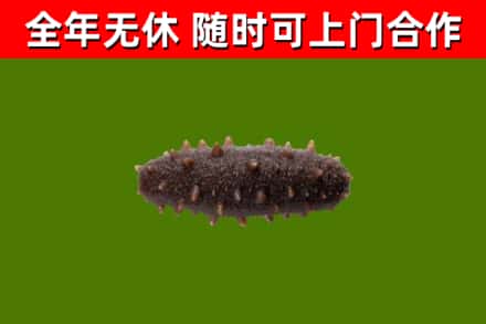 张家界市回收海参干